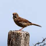 IMG_4563a