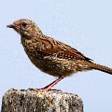 IMG_4564a