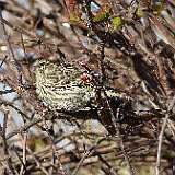 IMG_4564aa