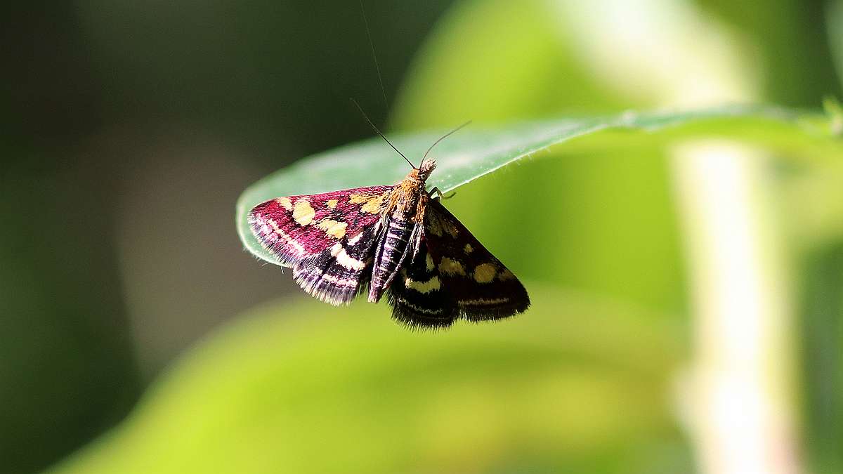 IMG_9860a