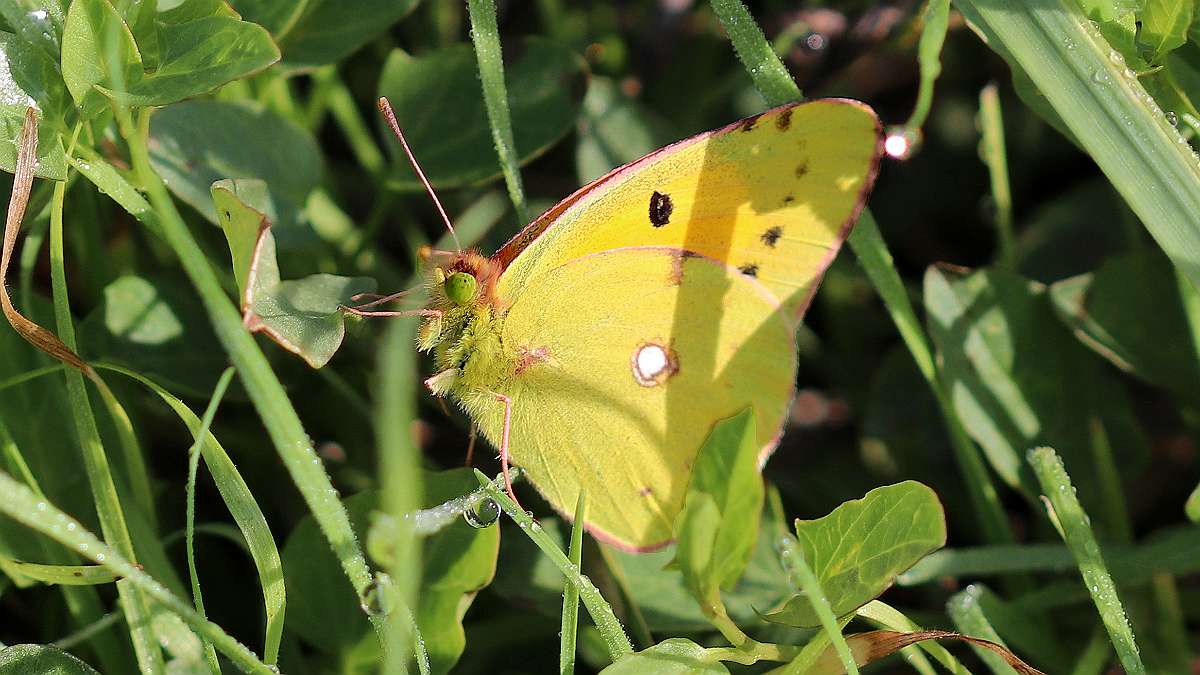 Souci (Colias croceus)a