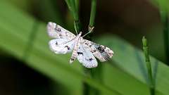 IMG_0027a
