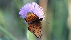 IMG_0039a