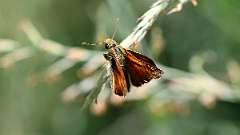 IMG_0071a