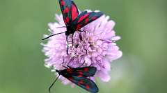 IMG_0091a