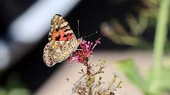 IMG_0096a