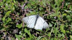 IMG_0097a