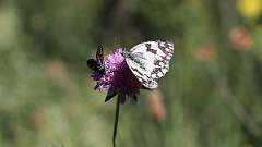 IMG_0101a