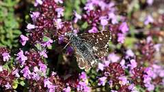 IMG_0143a