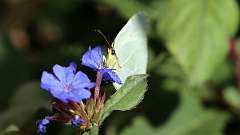 IMG_0145a