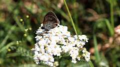 IMG_0234a