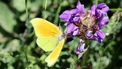 IMG_0238a