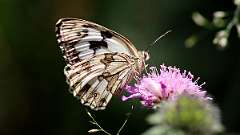IMG_0313a