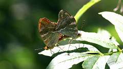 IMG_0895a
