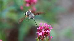 IMG_9062a