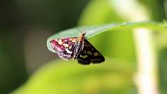 IMG_9860a