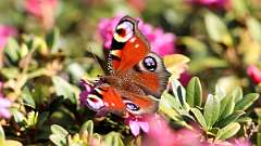 IMG_9904a