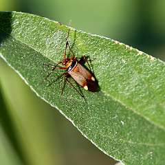 IMG_0042a
