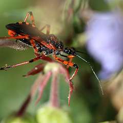 IMG_0058a