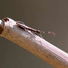 IMG_0279a