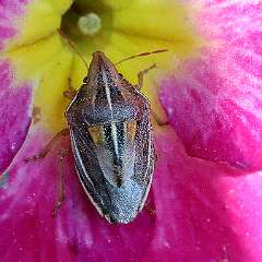 IMG_9519a