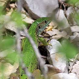 IMG_8906a