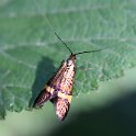 IMG_0022a