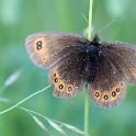IMG_0032a