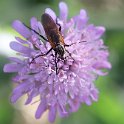IMG_0035a