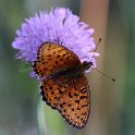 IMG_0039a