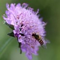 IMG_0043a