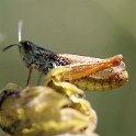 IMG_0053a