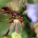 IMG_0058a