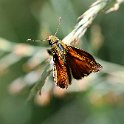 IMG_0071a