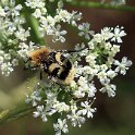 IMG_0073a