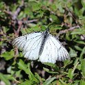 IMG_0097a