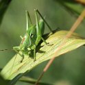 IMG_0100a