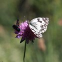IMG_0101a