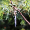 IMG_0102a