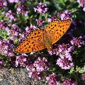 IMG_0130a