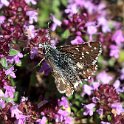 IMG_0143a