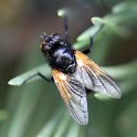 IMG_0145a