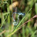 IMG_0183a