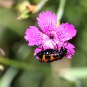 IMG_0191a