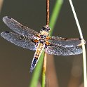 IMG_0203a