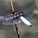 IMG_0211a