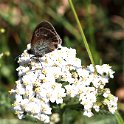 IMG_0234a