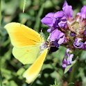 IMG_0238a