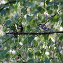 IMG_0302a