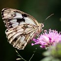 IMG_0313a